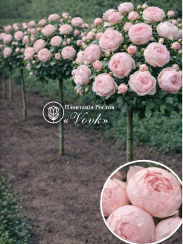 Саженцы розы Пиони Пинк на штамбе