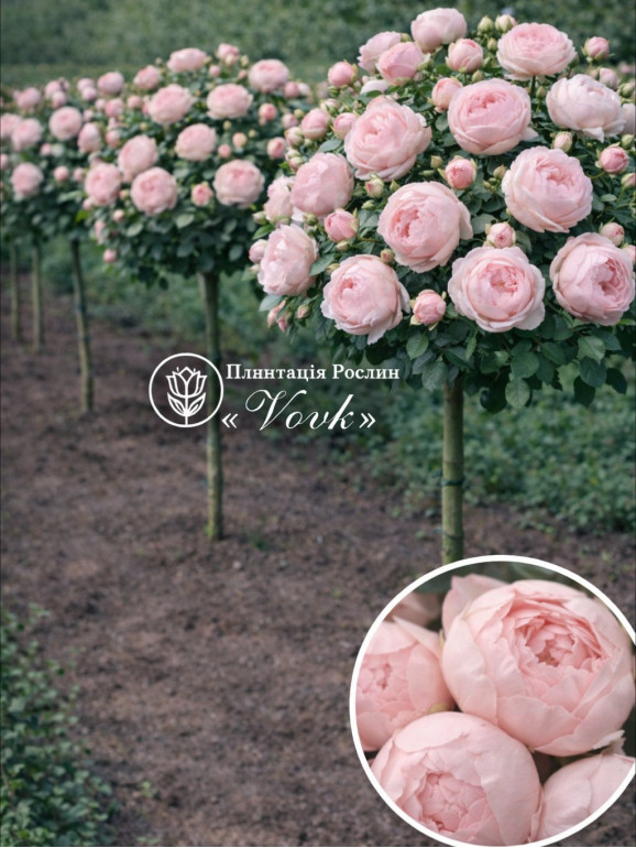Саженцы розы Пиони Пинк на штамбе