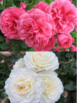 Саджанці троянди Розаріум Ютерзен / Свані на штамбі
