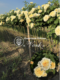 Саджанці троянди Комтеса на штамбі