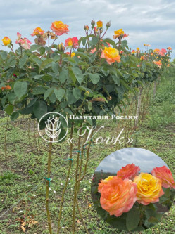 Саджанці троянди Глорія Дей на штамбі
