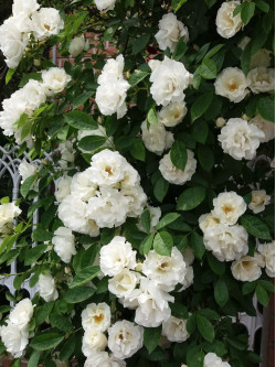 Саженцы розы Гирлянд де Амур на штамбе