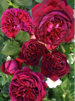 Саженцы розы Фальстаф на штамбе