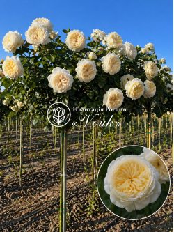 Саженцы розы Леди Романтика на штамбе