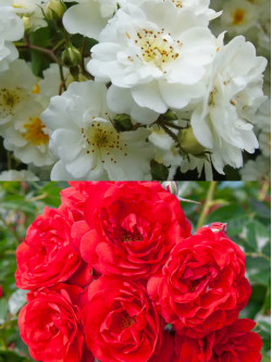 Саджанці троянди Гірлянд де Амур / Скарлет Мейяндекор на штамбі