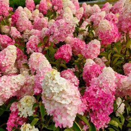 Гортензія волотиста Fraise Melba (Фрейз Мельба)