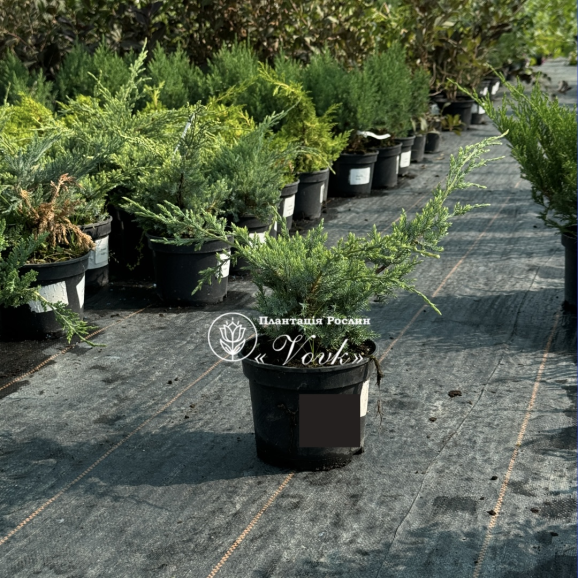 Саджанці ялівцю Holger (Холгер)