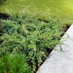 Саджанці ялівцю Holger (Холгер)