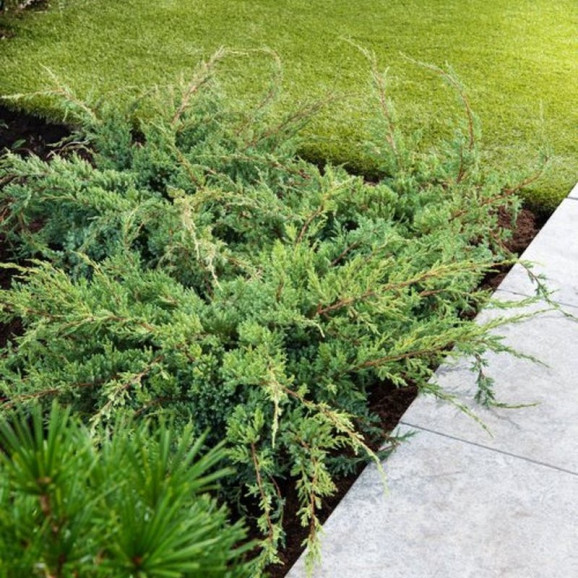 Саджанці ялівцю Holger (Холгер)