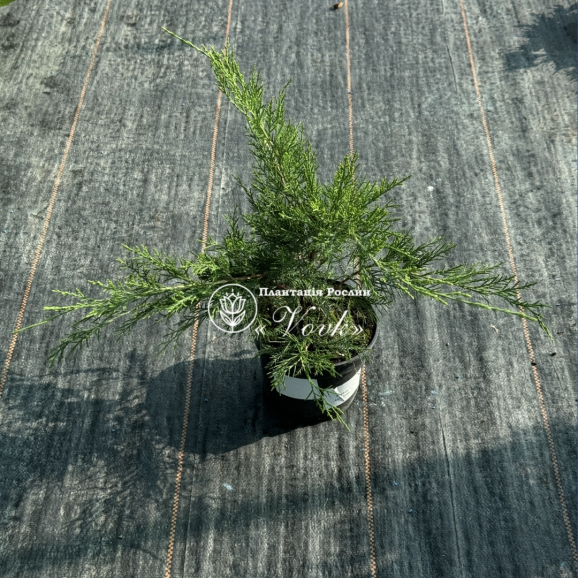 Можжевельник Mint Julep (Минт Джулеп)