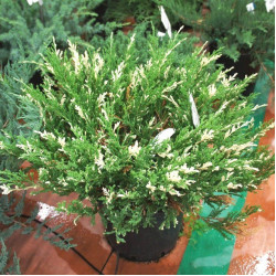 Ялівець горизонтальний Andorra Variegata (Андорра Варієгата)
