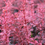 Барбарис Pink Queen (Пінк Квін)
