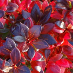 Барбарис Red Jewel (Ред Джевел)