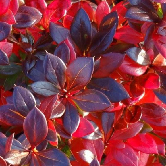 Барбарис Red Jewel (Ред Джевел)