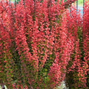 Барбарис Red Pillar (Ред Пиллар)