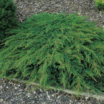  Можжевельник Green Carpet  (Грин Карпет)