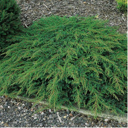  Можжевельник Green Carpet  (Грин Карпет)