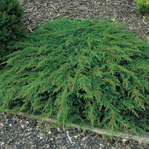  Можжевельник Green Carpet  (Грин Карпет)