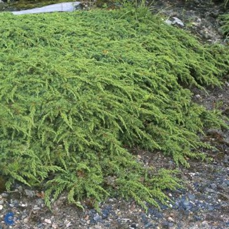 Ялівець Green Carpet  (Грін Карпет)