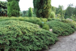 Можжевельник Green Carpet  (Грин Карпет)