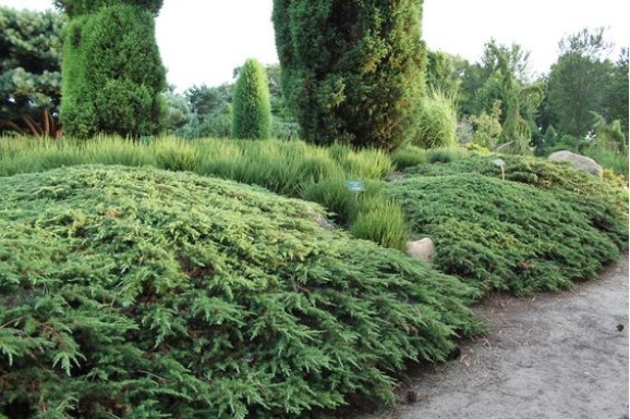  Можжевельник Green Carpet  (Грин Карпет)