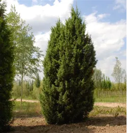 Саджанці ялівцю звичайного Hibernica (Гіберніка)