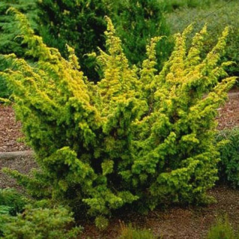 Ялівець Plumosa Aurea (Плюмоза Ауреа)