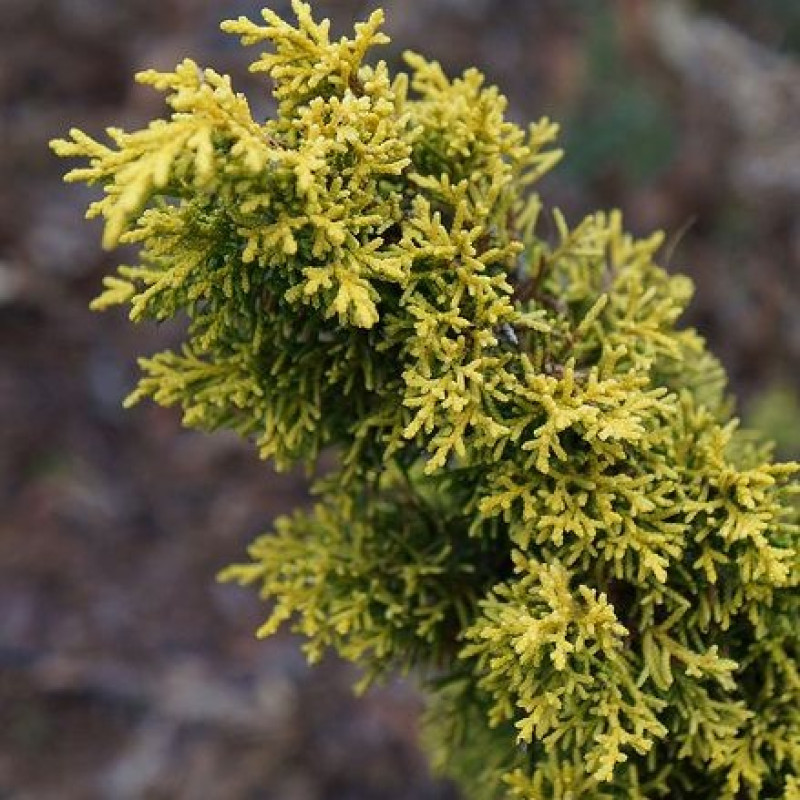 Ялівець Plumosa Aurea (Плюмоза Ауреа)