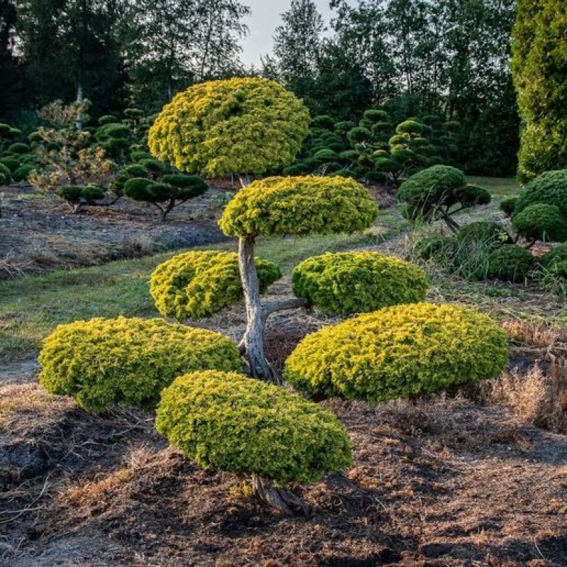 Ялівець Plumosa Aurea (Плюмоза Ауреа)