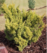 Ялівець Plumosa Aurea (Плюмоза Ауреа)