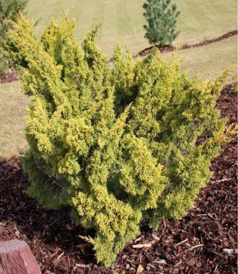 Ялівець Plumosa Aurea (Плюмоза Ауреа)