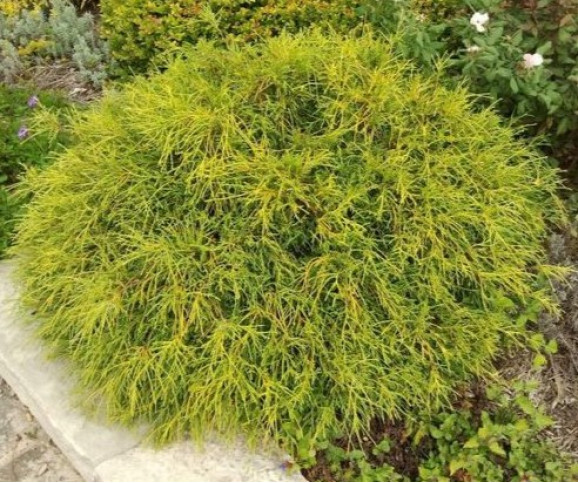 Кипарисовик Sungold (Санголд)