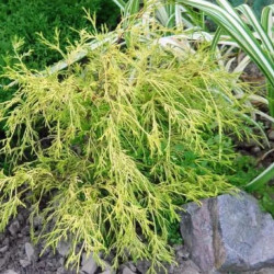 Саджанці кипарисовика Filifera Aurea Variegata (Філіфера Ауреа Варіегата)