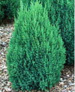 Ялівець Stricta (Стрікта)