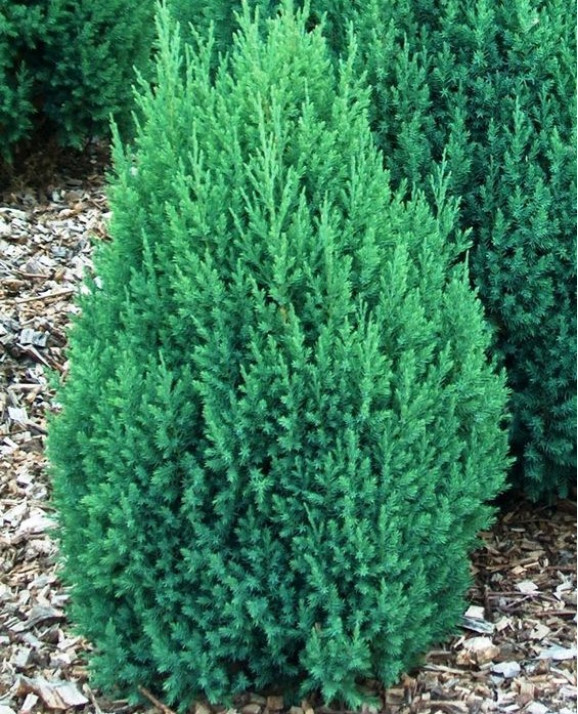 Ялівець Stricta (Стрікта)