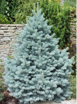 Ель голубая Majestic Blue (Маджестик Блу)