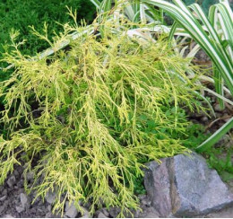 Кипарисовик  Filifera Aurea Variegata (Філіфера Ауреа Варіегата)