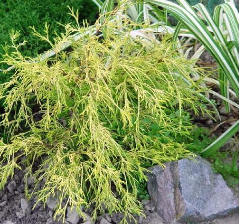 Кипарисовик  Filifera Aurea Variegata (Філіфера Ауреа Варіегата)