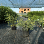Кипарисовик  Filifera Aurea Variegata (Филифера Ауреа Вариегата)
