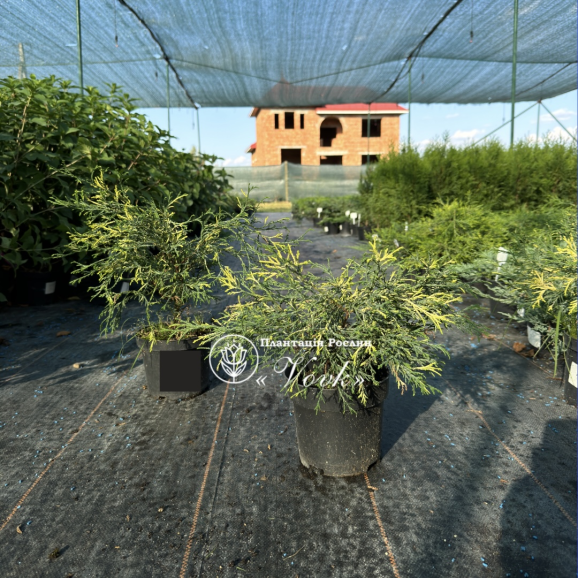 Кипарисовик  Filifera Aurea Variegata (Филифера Ауреа Вариегата)