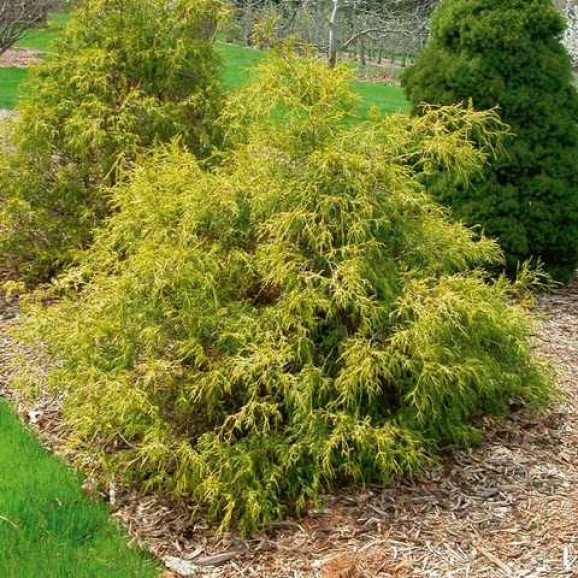 Саджанці кипарисовика Filifera Aurea Variegata (Філіфера Ауреа Варіегата)