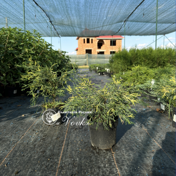 Кипарисовик  Filifera Aurea Variegata (Филифера Ауреа Вариегата)