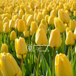 Луковицы тюльпана Golden Parade