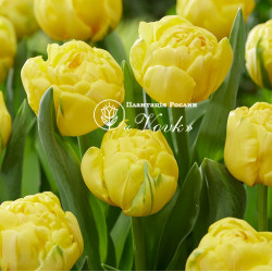 Луковицы тюльпана Yellow Baby