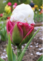 Тюльпан Ice Cream