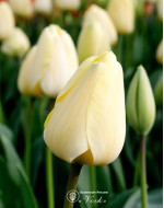 Тюльпан Ivory Floradale