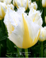 Цибулини тюльпану Lemon Beauty