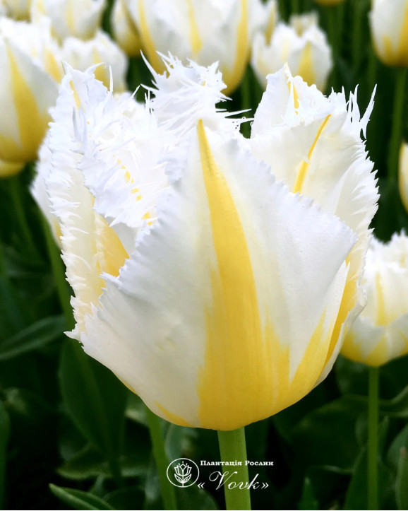 Цибулини тюльпану Lemon Beauty