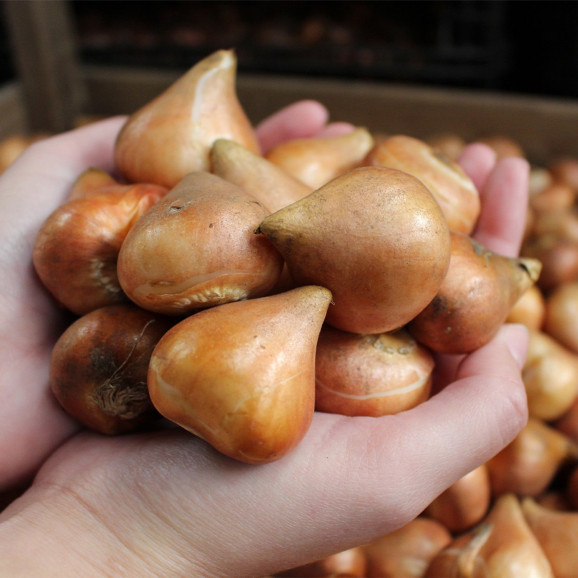 Цибулини тюльпану Lemon Beauty