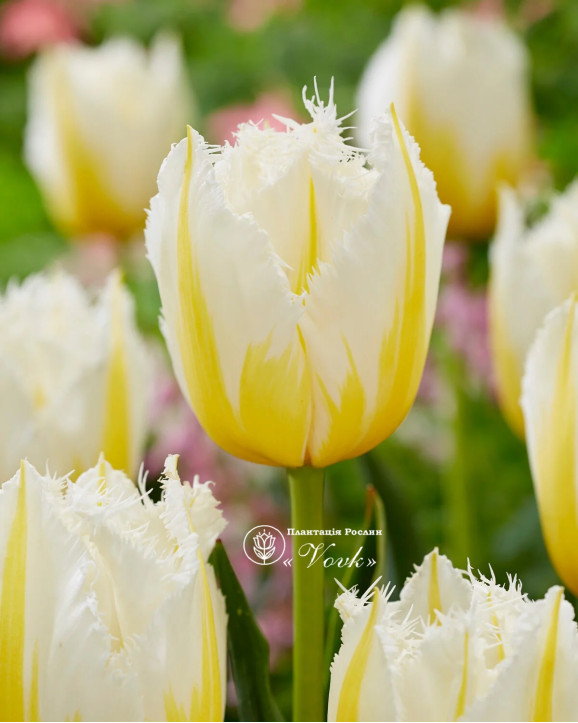 Цибулини тюльпану Lemon Beauty